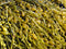 100% Seaweed Powder 