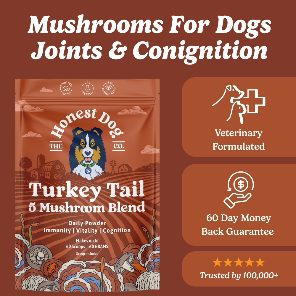 Turkey Tail Mushroom Blend for Dogs, Immune and Gut Support