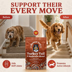 Turkey Tail Mushroom Blend for Dogs, Immune and Gut Support