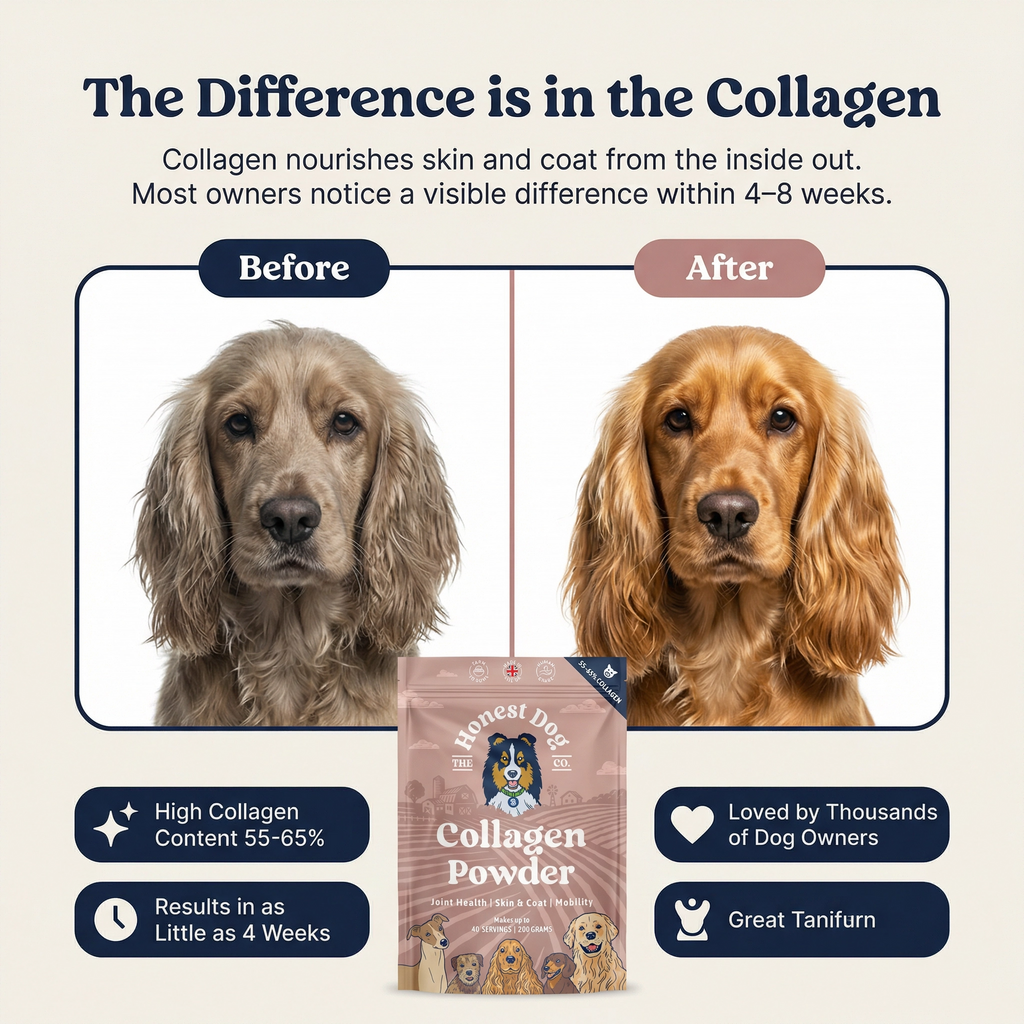Collagen Powder