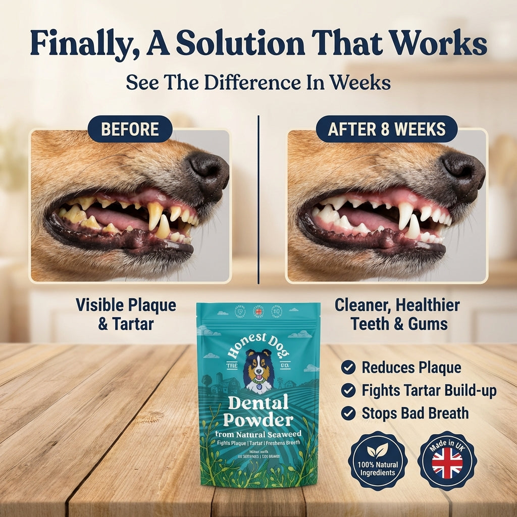 Dental Powder